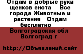 Отдам в добрые руки щенков енота. - Все города Животные и растения » Отдам бесплатно   . Волгоградская обл.,Волгоград г.